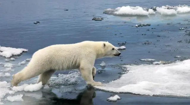 Un oso polar mató a una mujer y niño tras perseguir a habitante de Wales en Alaska. Un oso polar mató a una mujer y niño tras perseguir a habitante de Wales en Alaska.