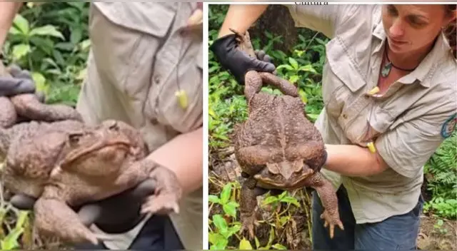 Así luce el gigante sapo hallado en Australia.