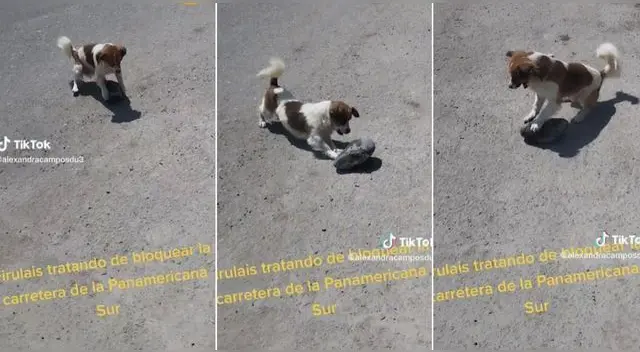 Perrito fue captado 'bloqueando' la Panamericana Sur y usuarios en TikTok se vacilan. Perrito fue captado 'bloqueando' la Panamericana Sur y usuarios en TikTok se vacilan.