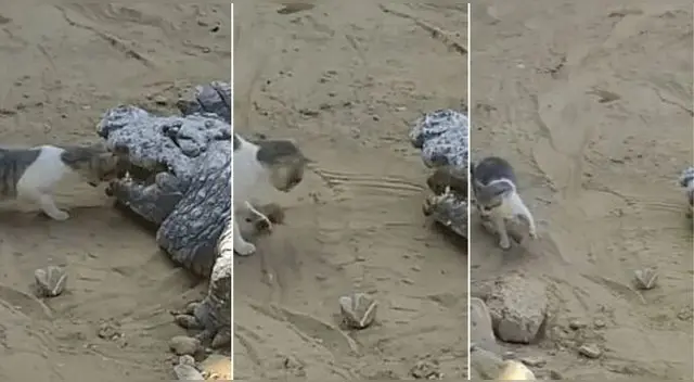 El gatito fue captado metiéndose en la boca del cocodrilo para quitarle su carne y es viral en TikTok. El gatito fue captado metiéndose en la boca del cocodrilo para quitarle su carne y es viral en TikTok.