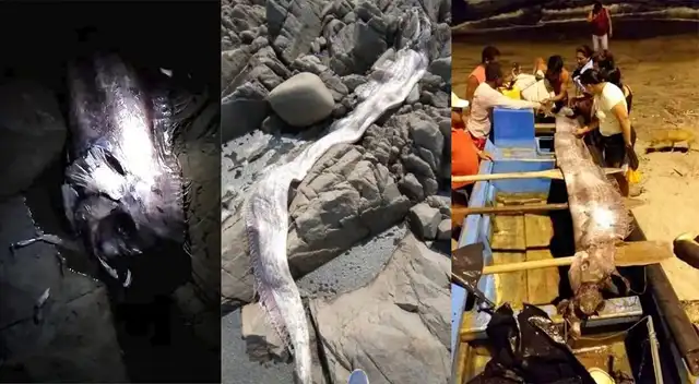 Pez remo fue hallado en una playa frente ala refinería de Ilo, en Moquegua. Pez remo fue hallado en una playa frente ala refinería de Ilo, en Moquegua.