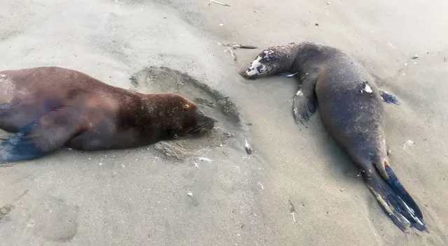 Conoce qué debes hacer si te encuentras con un lobo marino en la playa.