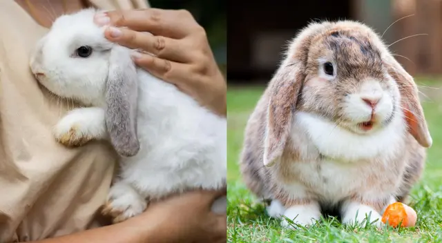 A los conejos les gustan los túneles y rampas. A los conejos les gustan los túneles y rampas.