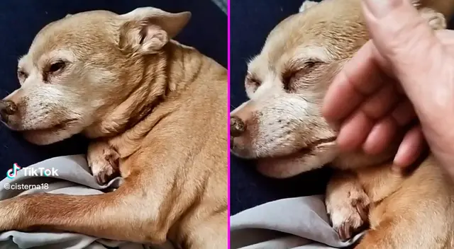 El emotivo video hizo llorar a miles en TikTok.