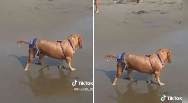 Miles quedaron impresionados con este video viral. Miles quedaron impresionados con este video viral.