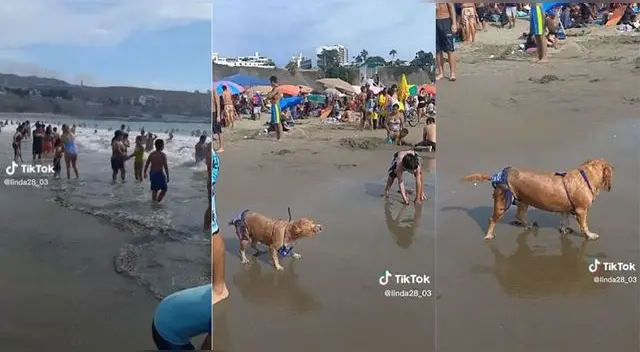 La perrita usaba un bikini color azul y fue vista sacudiéndose tras meterse al mar para refrescarse.