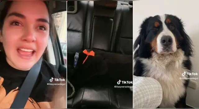 Joven peruana llora de impotencia al ver el corte de pelo de su perrito y es viral en TikTok. Joven peruana llora de impotencia al ver el corte de pelo de su perrito y es viral en TikTok.