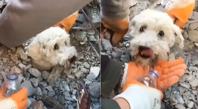 Perro ha generado diversos comentarios tras conmovedora escena de su rescate y es viral en redes sociales.