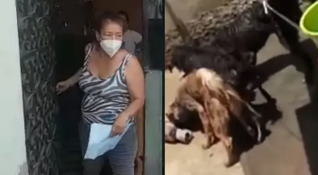 Mujer alimentaba a sus mascotas con animales que encontraba en las calles de Santa Anita. Mujer alimentaba a sus mascotas con animales que encontraba en las calles de Santa Anita.