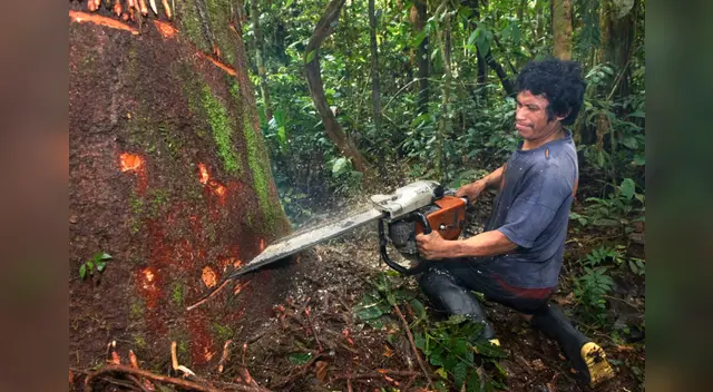 Una buena noticia para la selva peruana. Fuente: Difusión Una buena noticia para la selva peruana. Fuente: Difusión
