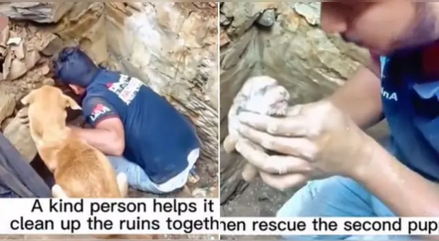 La perrita 'pidió' ayuda a los rescatistas para salvar a sus cachorros y escena conmueve en TikTok. La perrita 'pidió' ayuda a los rescatistas para salvar a sus cachorros y escena conmueve en TikTok.