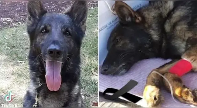 Proteo es un perrito rescatista que fue enviado de México a Turquía para hallar sobrevivientes del terremoto. Proteo es un perrito rescatista que fue enviado de México a Turquía para hallar sobrevivientes del terremoto.