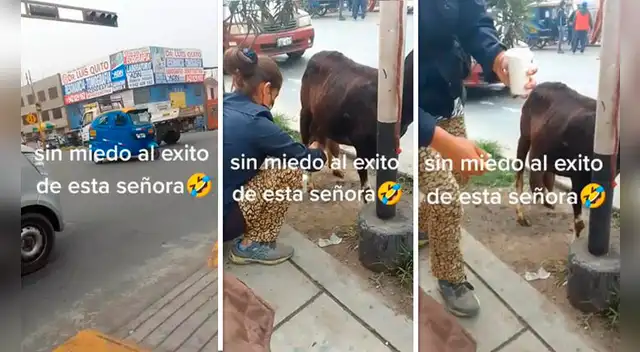 La cabrita fue puesta en una esquina para ser ordeñada a la orden del cliente. La cabrita fue puesta en una esquina para ser ordeñada a la orden del cliente.