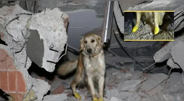 Kopuk es un perrito rescatista que ha logrado sacar a personas de los escombros tras el terremoto en Turquía.