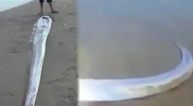 Pez remo causa preocupación en playa de San Marino en Arequipa.