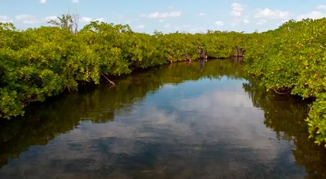 Uno de los trabajos más sacrificados en Tumbes, Perú, es ser cangrejero.