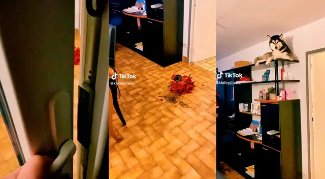 TikTok: perrito se esconde para evitar castigo.