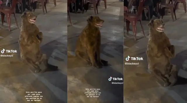 El can se lució con su forma de pedir comida.