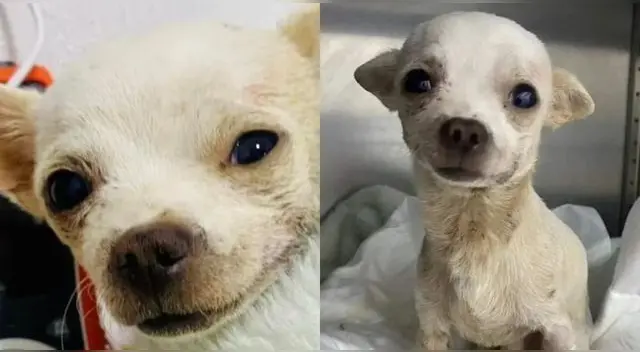 Pinky, el perro chihuahua que defendió su casa de los ladrones en México perdió la vida.