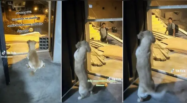Un perrito se robó la atención de miles de usuarios en TikTok al demostrar su amor por su dueño. Un perrito se robó la atención de miles de usuarios en TikTok al demostrar su amor por su dueño.