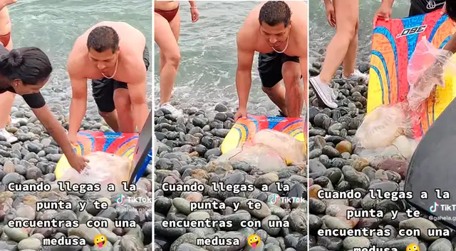 Medusa causó asombro en la playa.