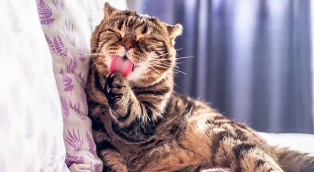 Un gato puede transmitir hasta más de 7 enfermedades. Un gato puede transmitir hasta más de 7 enfermedades.