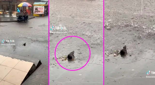 El roedor se quedó sentado mirando cómo caía la lluvia.