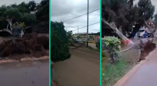 Postes también resultaron caídos luego de estos fuertos vientos en Tumbes.