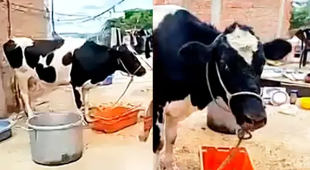 Vaca es alimentada ahora en el segundo de la casa.