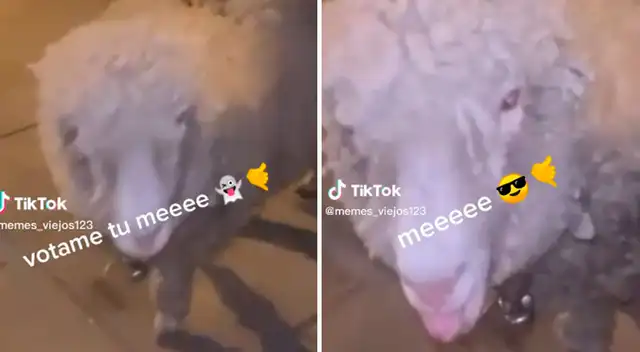 TikTok viral: la oveja se quedó con el show tras su sonido balido.
