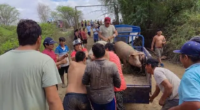 Granjeros rescatando sus animales que casi mueren ahogados por desborde de río Piura