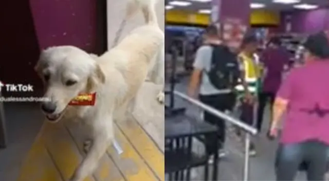 El perro se salió con la suya.