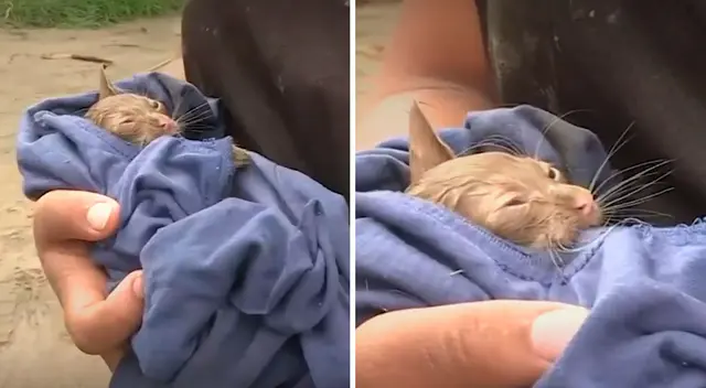 El pequeño gatito pudo ser rescatado cuando iba a morir en el huaico de Áncash. El pequeño gatito pudo ser rescatado cuando iba a morir en el huaico de Áncash.