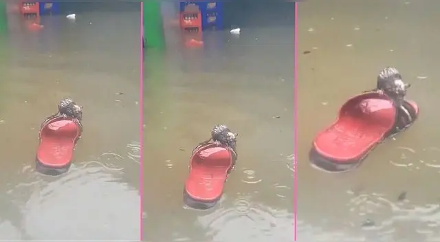La ratita fue captada en medio de las calles inundadas en Piura, pero en TikTok hicieron peculiar comparación.