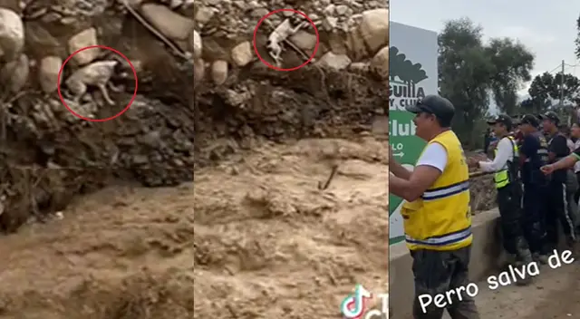 Perrito se ha robado el corazón de todos con su esfuerzo para salvarse durante un huaico en Pachacamac.