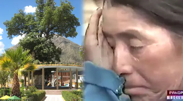 La historia del árbol de cedro de más de 300 años de Huancapi.