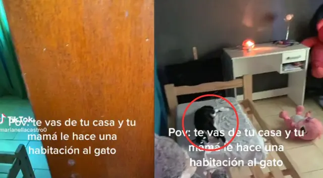 El gato estaba dormiendo en su nueva habitación.