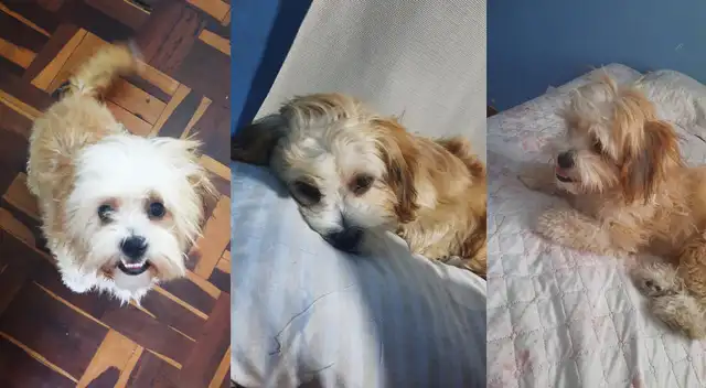 Arenita se perdió cerca a la universidad Bausate y Meza en Jesús María.