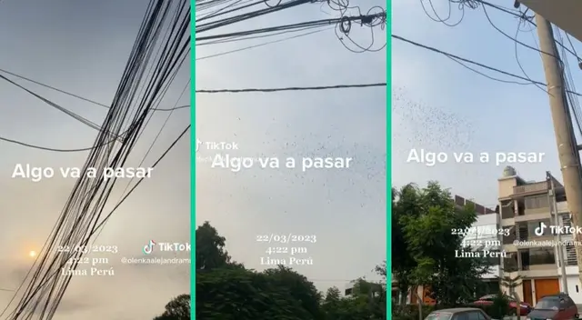 La bandada causó preocupación en los vecinos de la zona.