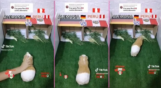 "Kurikuri El Cuy" lanza predicción para el partido amistoso internacional de Perú vs. Alemania.