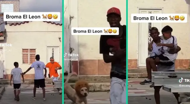 El cachorro disfrazado de león causó pánico en un vecindario.