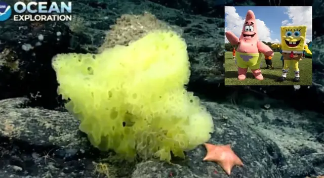 Las dos especies fueron halladas a 1885 metros de profundidad. Las dos especies fueron halladas a 1885 metros de profundidad.