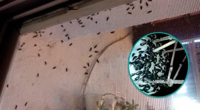 Plaga de insectos ingresa a vivienda en Áncash y asusta a pobladores. Plaga de insectos ingresa a vivienda en Áncash y asusta a pobladores.