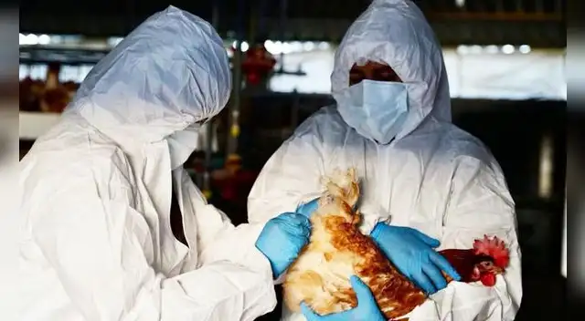 Chile reporta primer caso de gripe aviar en humano.