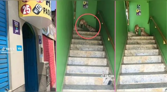 Jóvenes estaban entrando a un hotel, cuando vieron a unos perritos en peculiar situación y son virales en TikTok.
