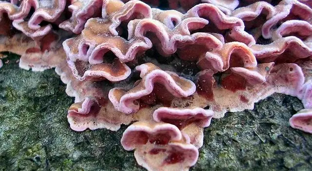 Conoce más sobre el primer caso del "Hongo asesino en árboles"