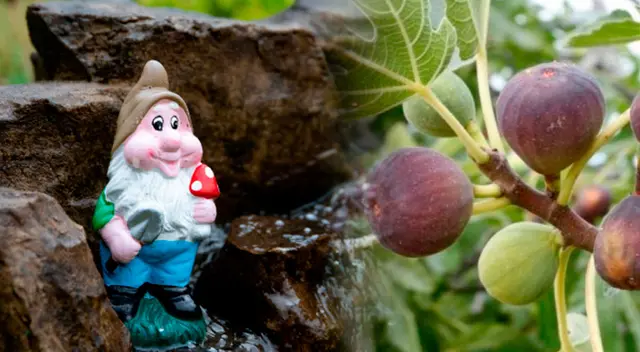 ¿Qué relación tienen los duendes con los higos?