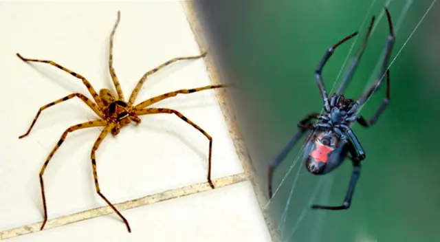Conoce si debes matar a las arañas en tu casa.