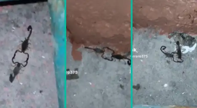 Los alacranes se robaron la atención de todos los usuarios. Los alacranes se robaron la atención de todos los usuarios.