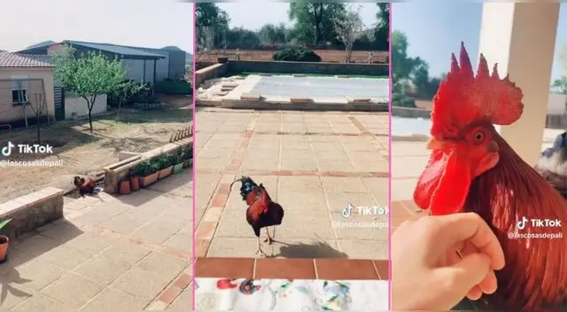 Gallo enternece miles de corazones en TikTok tras recibir a su dueña de singular manera. Gallo enternece miles de corazones en TikTok tras recibir a su dueña de singular manera.